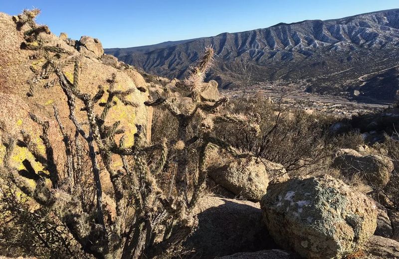 Cibola National Forest