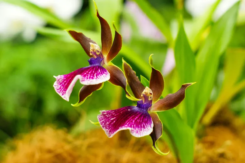 Velvet Orchid Meadow