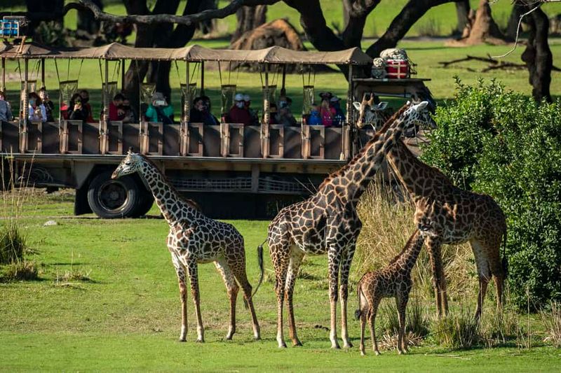 Animal Kingdom's Safari Expedition