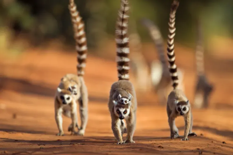 Madagascar: The Curious Lemur Troops