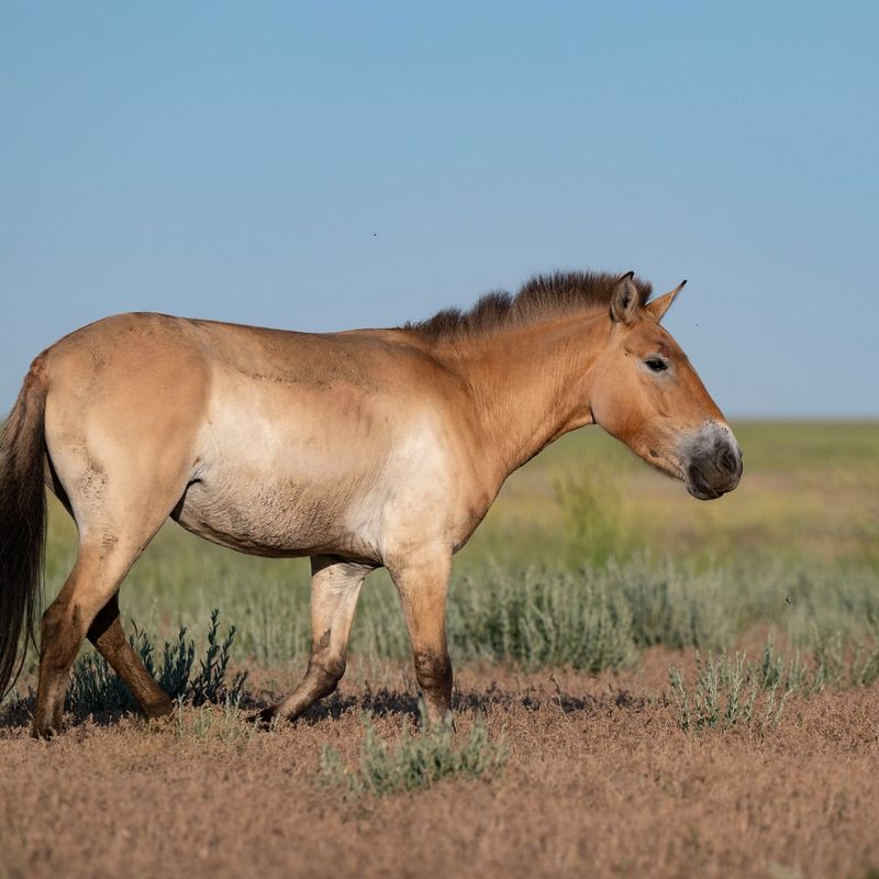 Kazakhstan