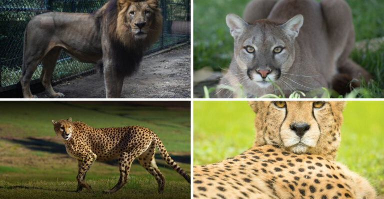 Ever Wanted to See Big Cats Up Close? Here’s Where to Go in Every State ...