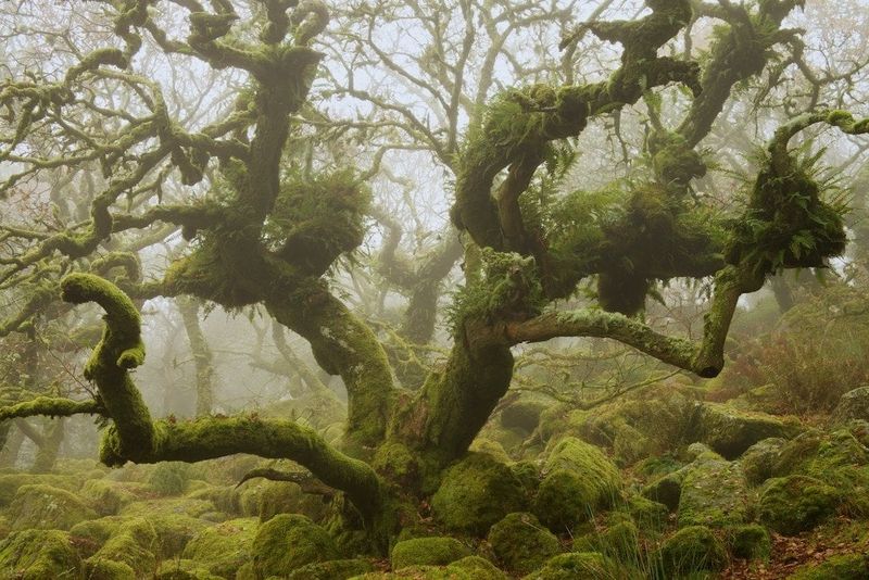 Dartmoor National Park