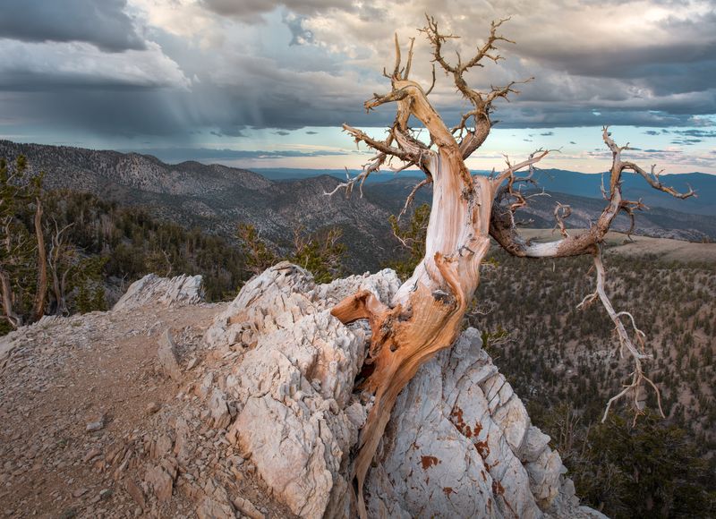 Exploring the Ancient Bristlecone Pine Forest