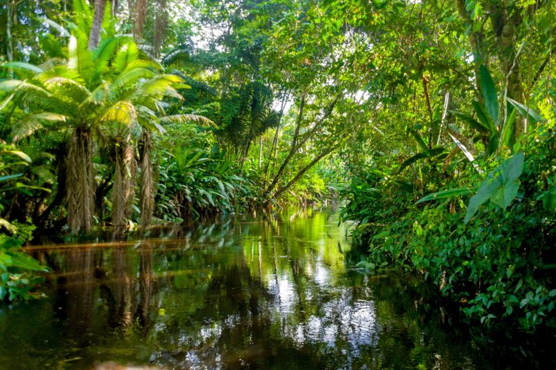 Exploring the Amazon Rainforest