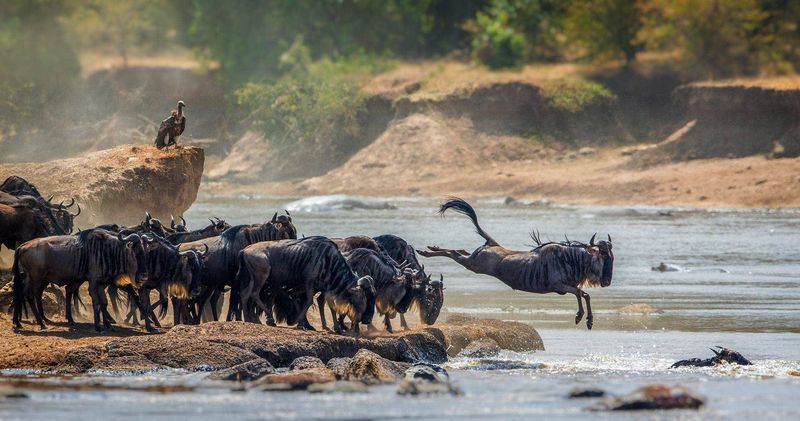 Safari Adventure in the Serengeti