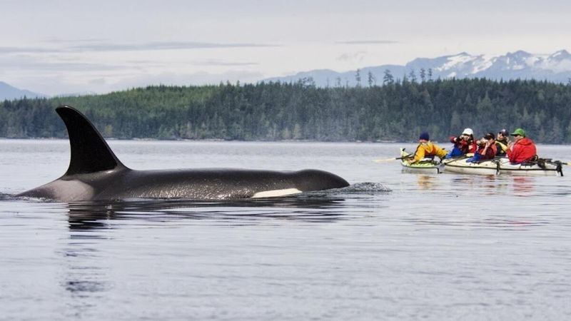 Kayaking with Orcas in British Columbia