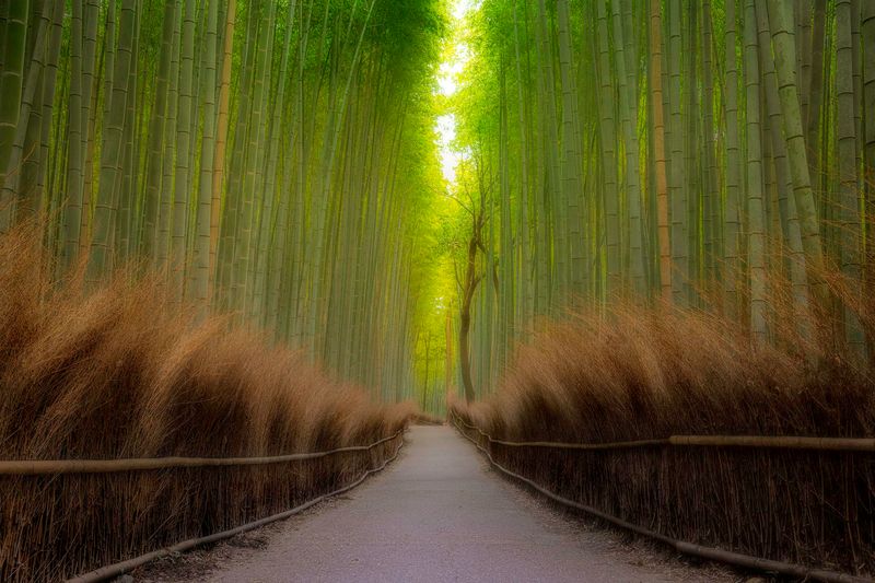 Kyoto's Arashiyama Bamboo Grove, Japan