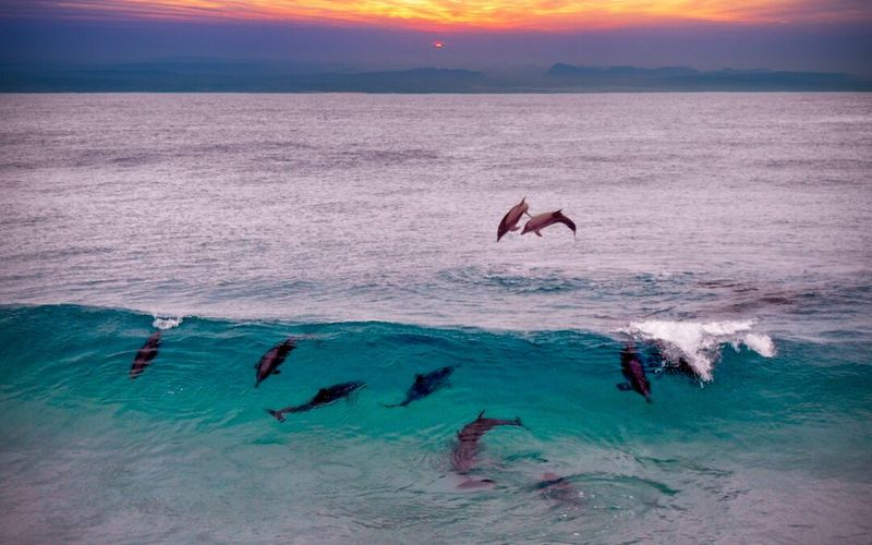 Dolphin Dawn Encounters
