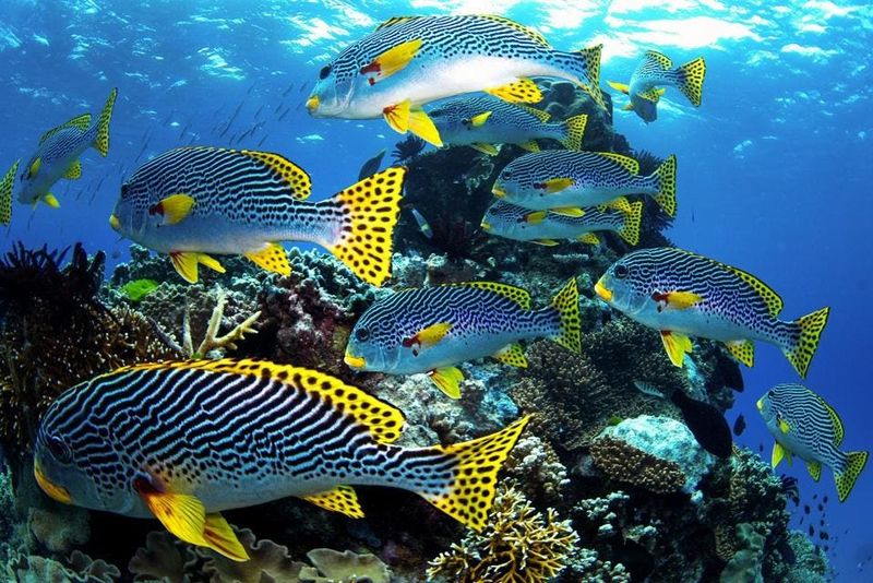 The Great Barrier Reef, Australia