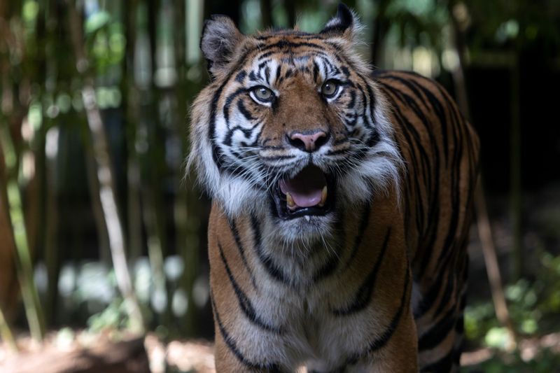 Georgia - Zoo Atlanta