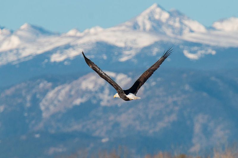 Colorado's Soaring Bald Eagles