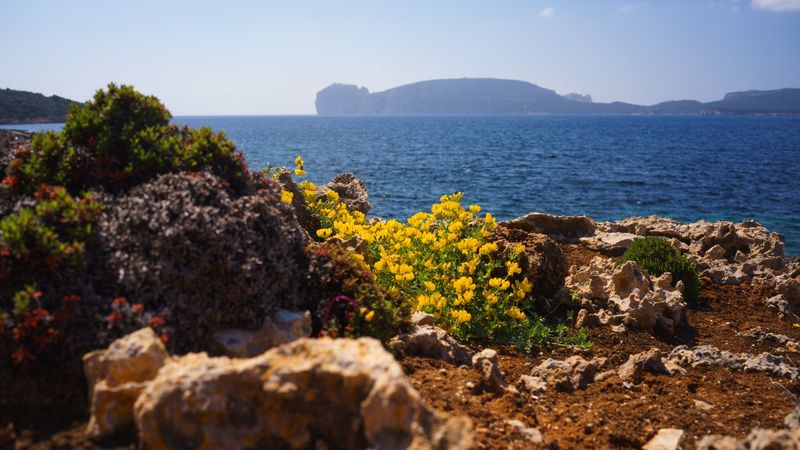 Sardinia's Diverse Flora