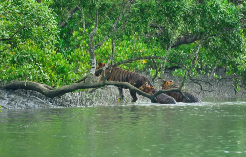 India: The Bengal Tigers of Sundarbans