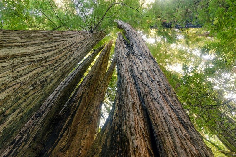 Redwood National Park