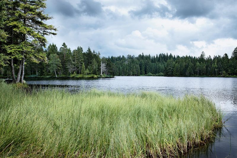 Etang de la Gruère