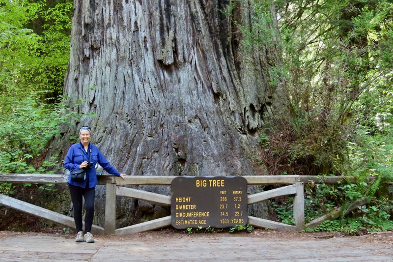 Redwood National and State Parks, California