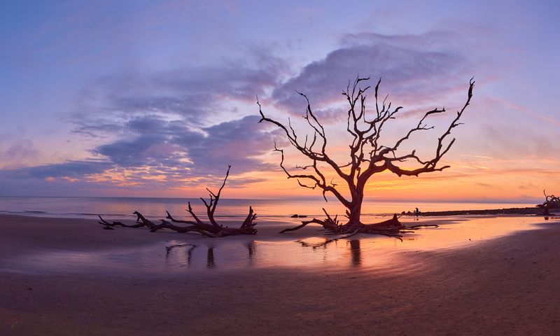 Driftwood Beach, Georgia
