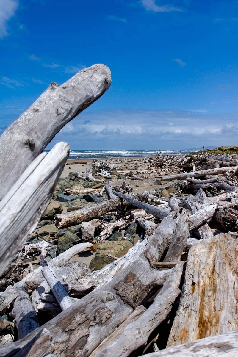 Driftwood Sculptures of Bandon Beach