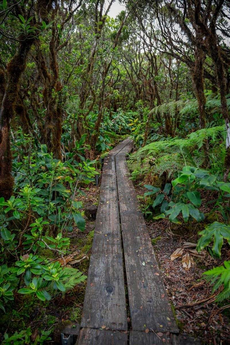 Alakai Swamp Trail