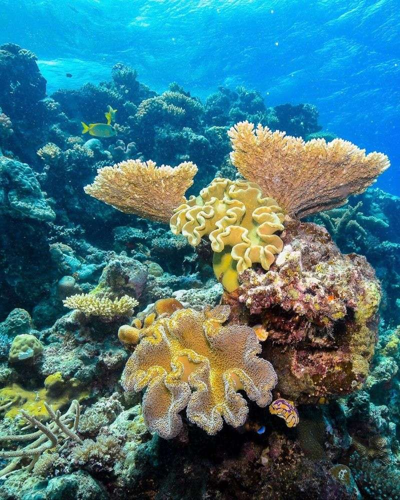 Great Barrier Reef's Vibrant Coral Gardens