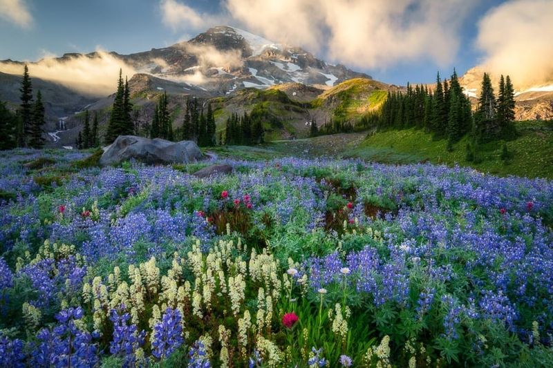 Mount Rainier National Park