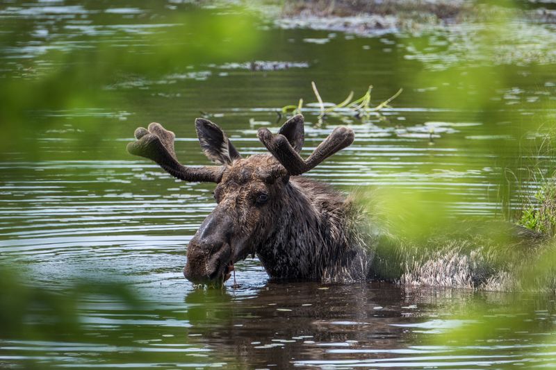 Isle Royale National Park