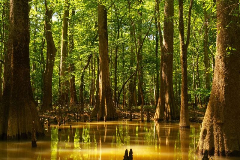 Congaree National Park