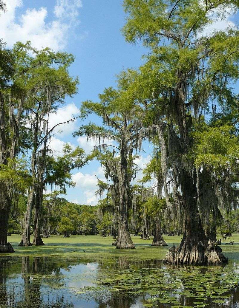 Caddo Lake, Texas