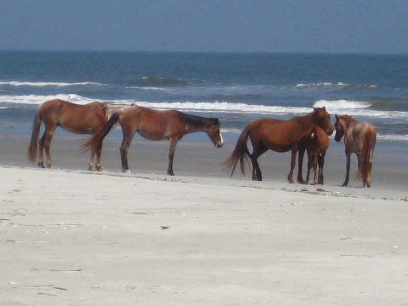 Cumberland Island, Georgia