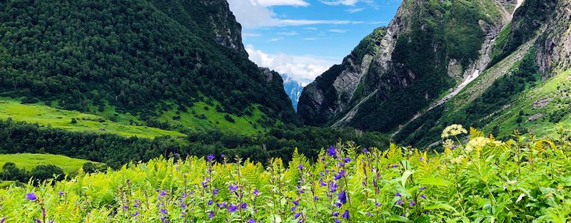 Nanda Devi and Valley of Flowers National Parks, Uttarakhand