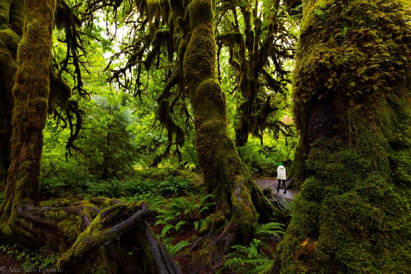 Olympic National Park
