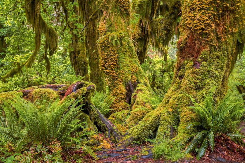 Olympic National Park, Washington