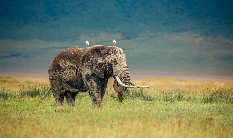 Ngorongoro Crater, Tanzania