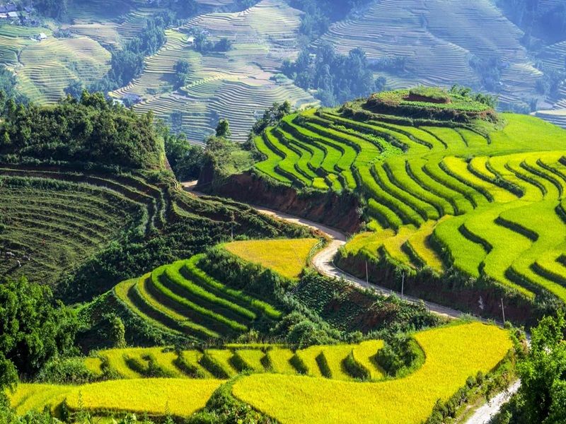 Sapa