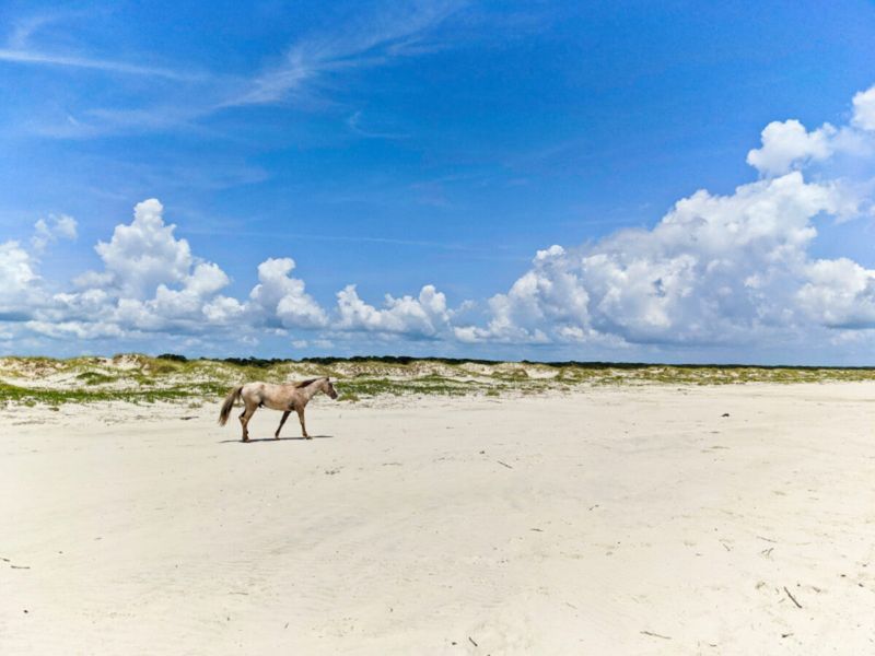 Cumberland Island National Seashore, Georgia