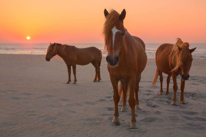Assateague Island, Maryland