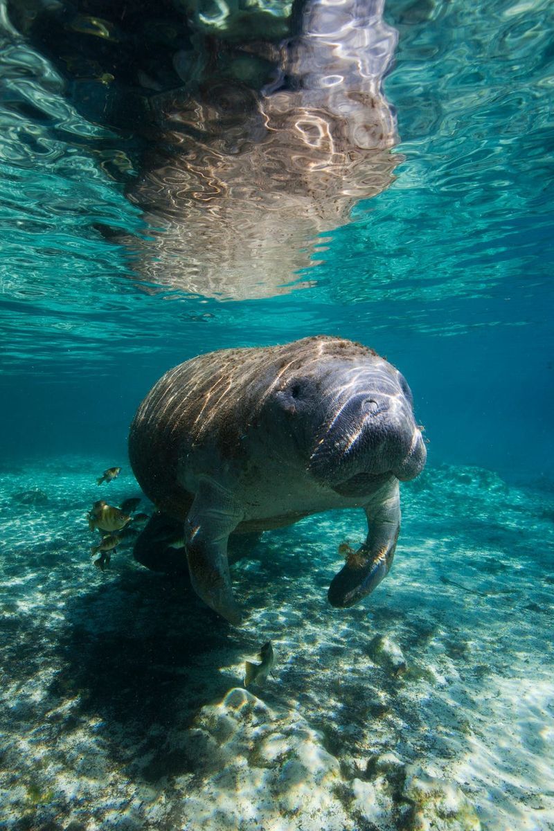 Endangered Marine Life