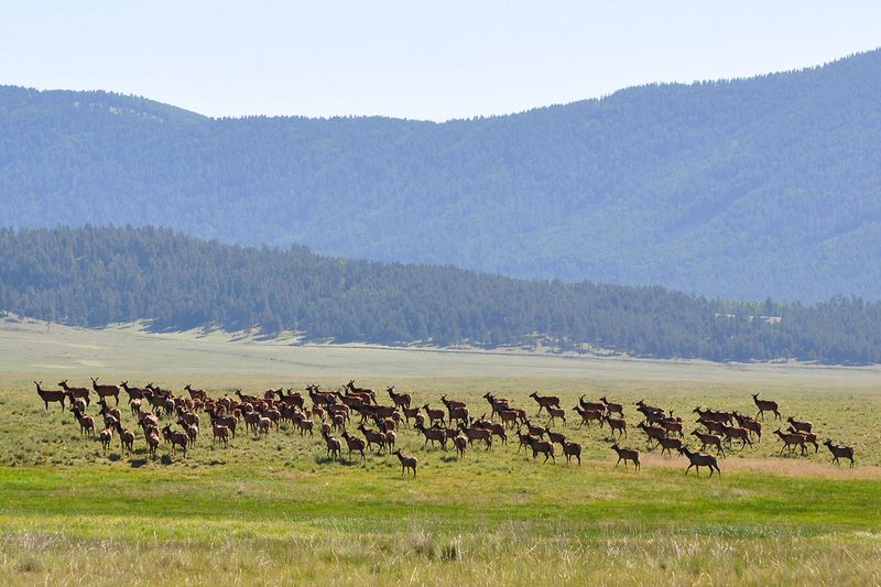 Valles Caldera National Preserve, New Mexico
