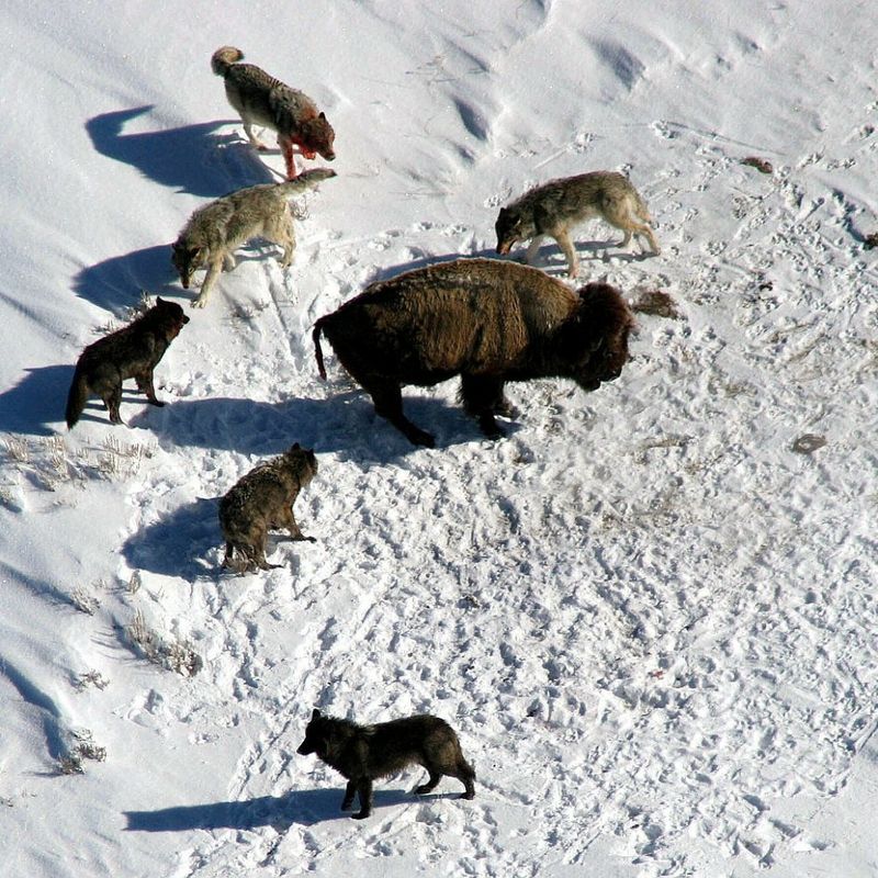 Yellowstone's Wolves