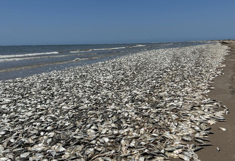 Decline in Local Wildlife