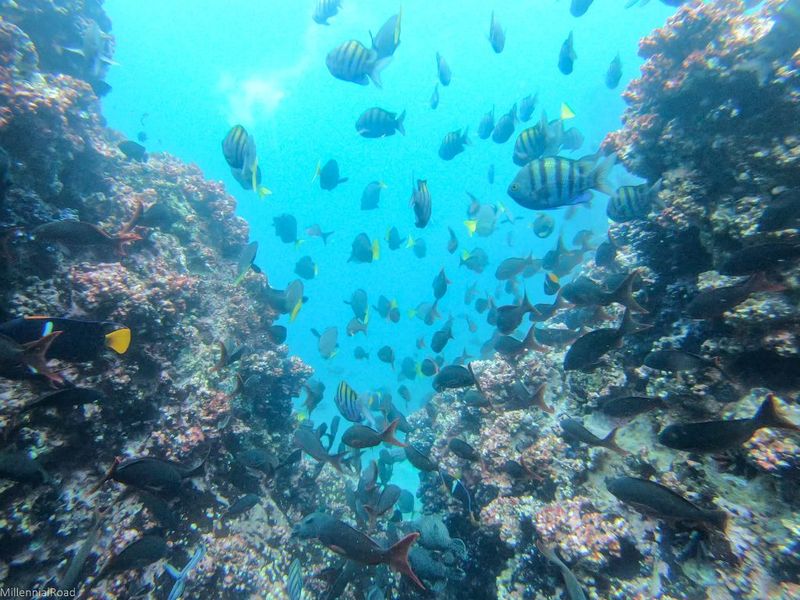 Hidden Gem: Devil's Crown, Galápagos