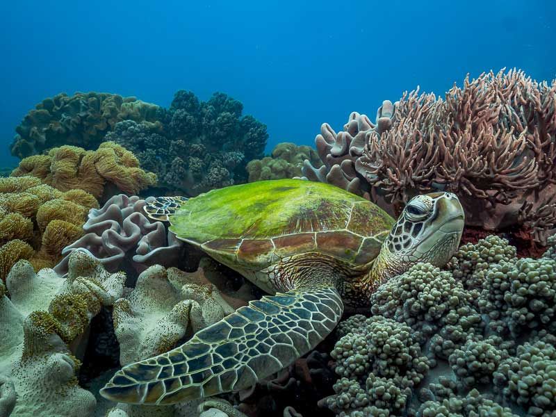Hidden Gem: Apo Island