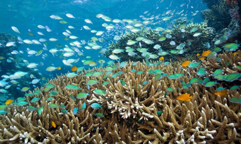 Hidden Gem: Menjangan Island, Indonesia