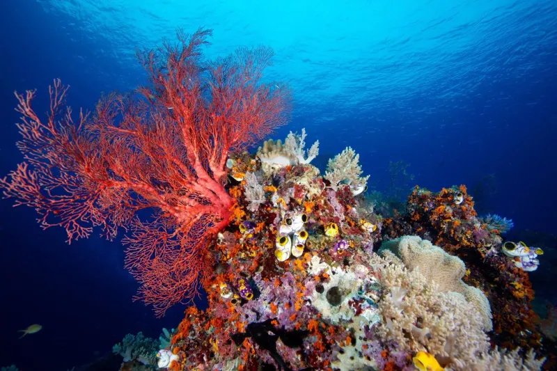 Hidden Gem: Apo Reef Natural Park