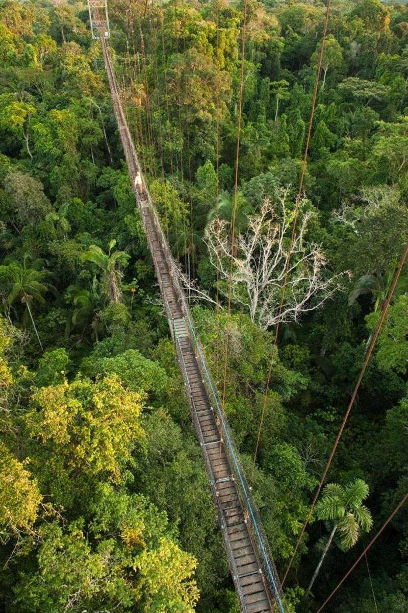 Rainforest Canopy Walkway