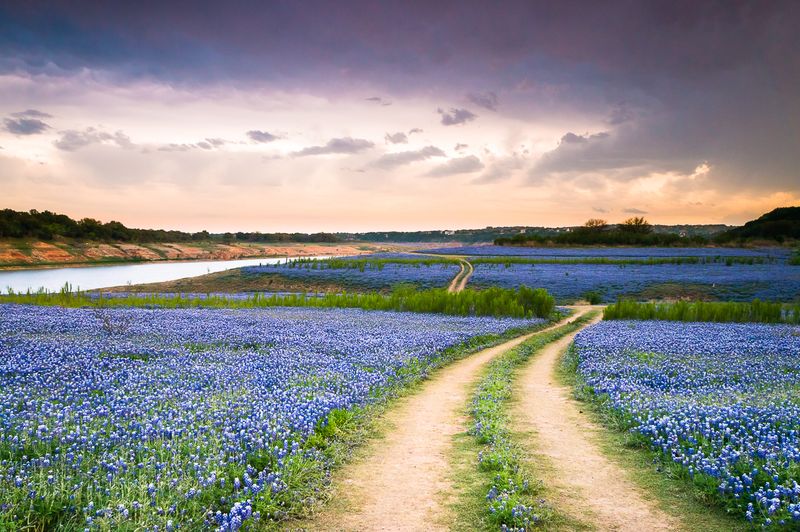 Bluebonnet Trail, Texas