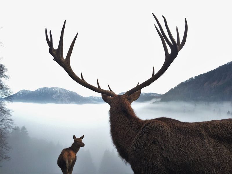 Wildlife Encounters