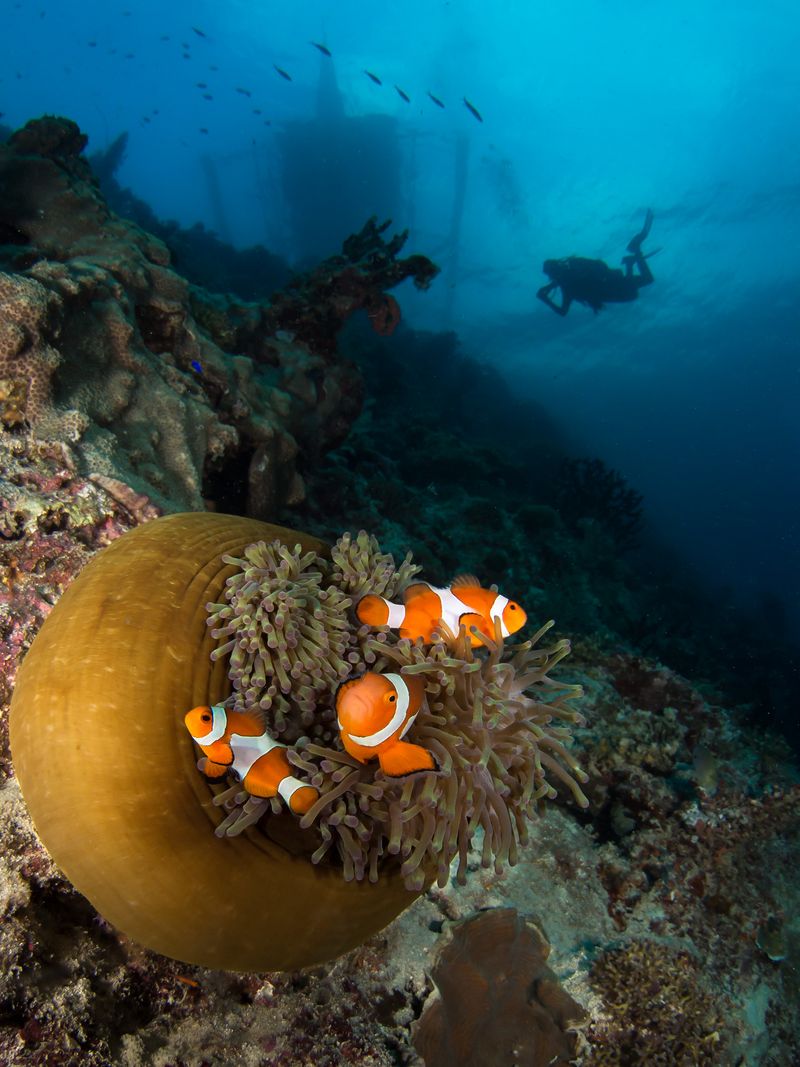 Scuba Diving in the Coral Triangle