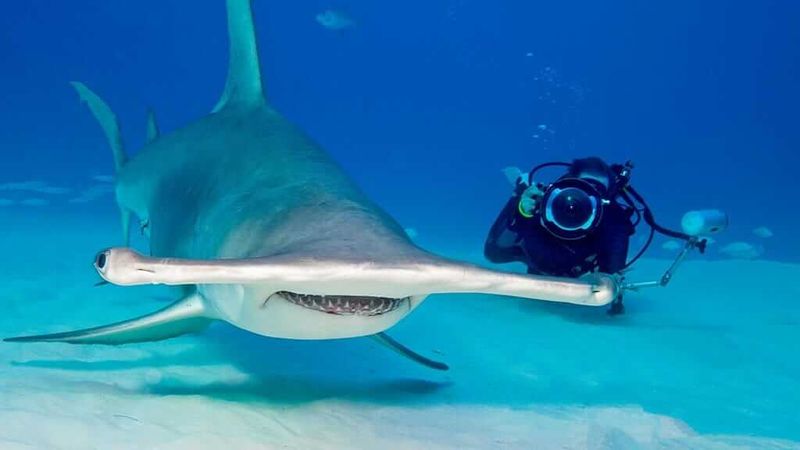 Diving with Hammerhead Sharks in the Galápagos
